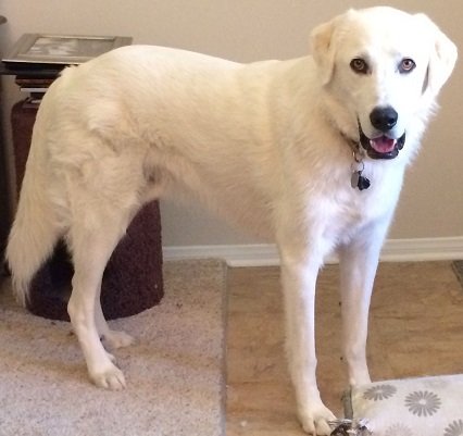 great pyrenees lab mix grown up