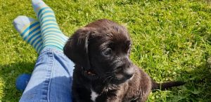 white jackador jack russel a labrador mix