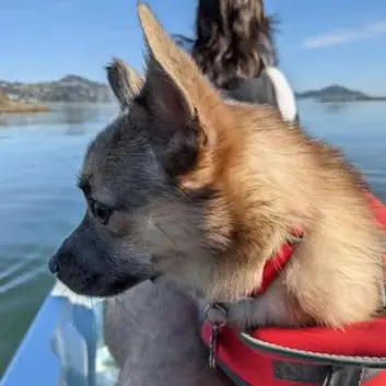 Pomeranian Lab Mix - Complete Information About Pomador