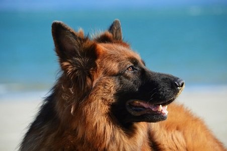 stonehill german shepherds