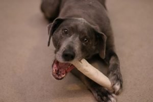 what age can puppies have rawhide