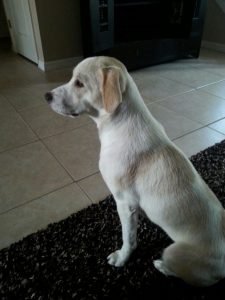 white jackador jack russel a labrador mix