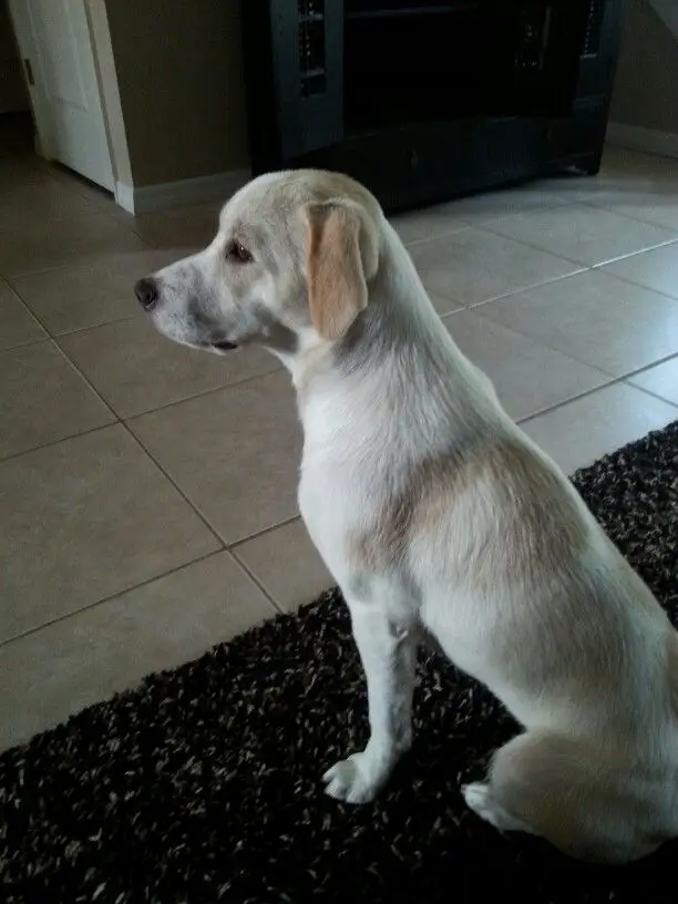 Complete Guide Jack Russel Lab Mix (Jackador) All the Information