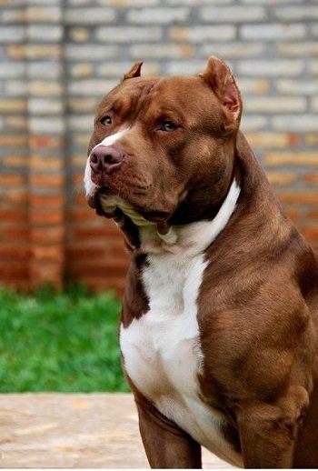 Tri Color PitBull - All You Need To Know