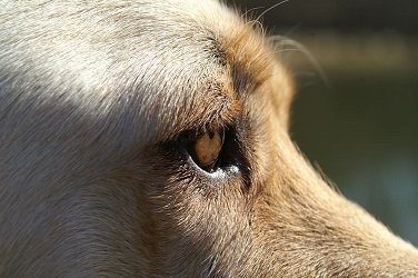 Diabetic dog eye discharge