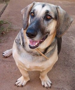 German shepherd basset hound mix