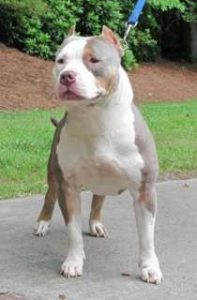 Blue Tri Color Pitbull