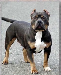 black tri color pitbull