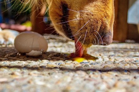 can diabetic dogs eat eggs
