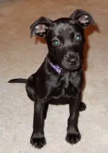 chihuahua lab mix fully grown