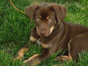 chocolate chihuahua lab mix color