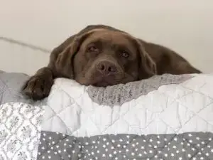 Easy Fix Dog Sleepy After Insulin Shot Reasons And Solutions Easy Fix Dog Sleepy After Insulin Shot Reasons And Solutions
