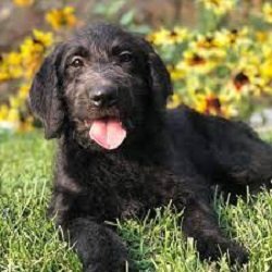 f1 labradoodle