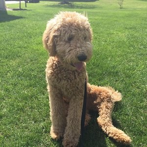 F1 F2 F3 Labradoodle - Easy Guide To All Generations