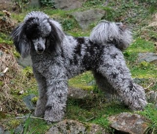 Merle Poodle - Comprehensive Information - Jolly Doggy
