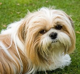 shih tzu diabetes