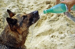 what does it mean when an older dog starts drinkinga lot of water