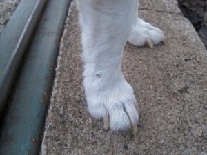 dog nails peeling