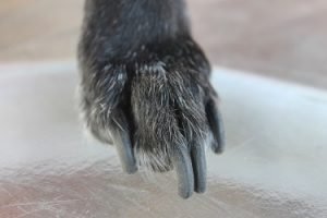 why does my dog have black nails