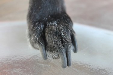 faux leather and dogs nails