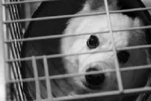 caged dog syndrome