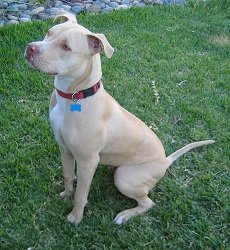 Is diamond dog food good for pitbulls